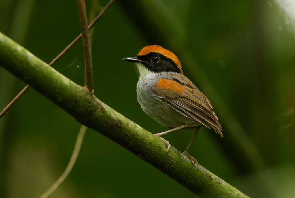 foto-cuspidor-de-m-scara-preta-conopophaga-melanops-por-guilherme