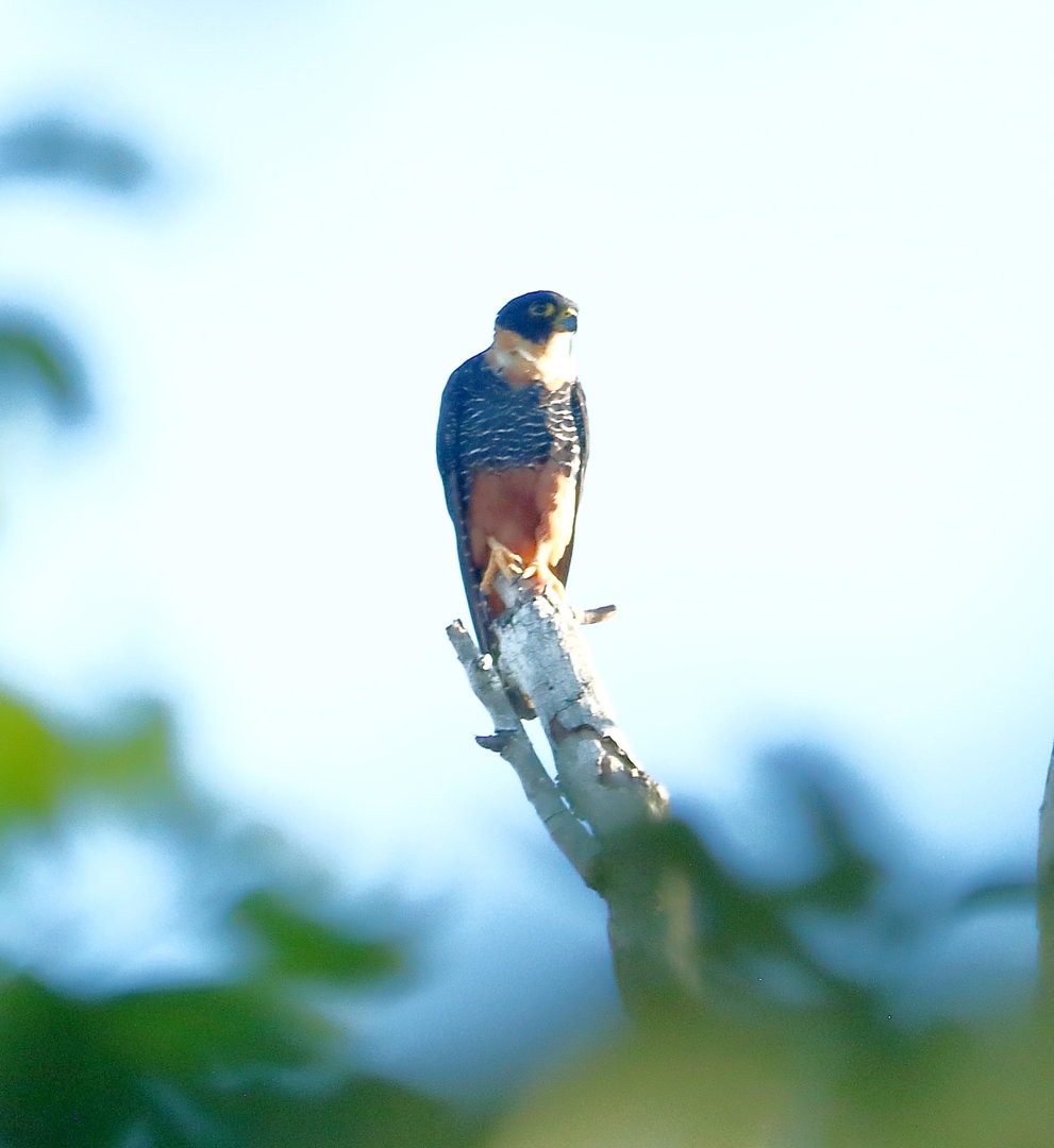 Foto cauré (Falco rufigularis) Por Ivo Zecchin | Wiki Aves - A ...