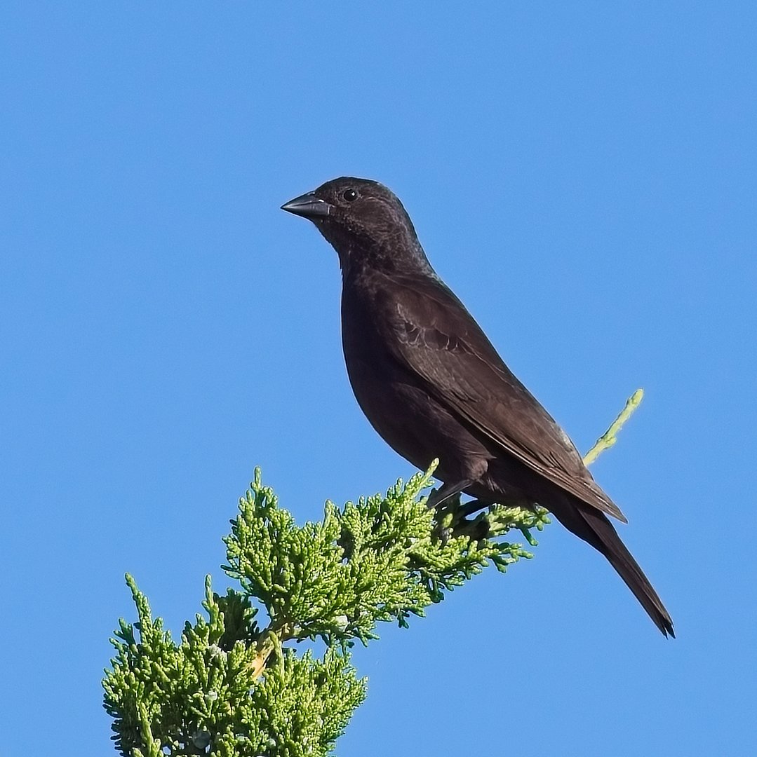 Foto chupim (Molothrus bonariensis) Por Ederson Raiter | Wiki Aves - A ...