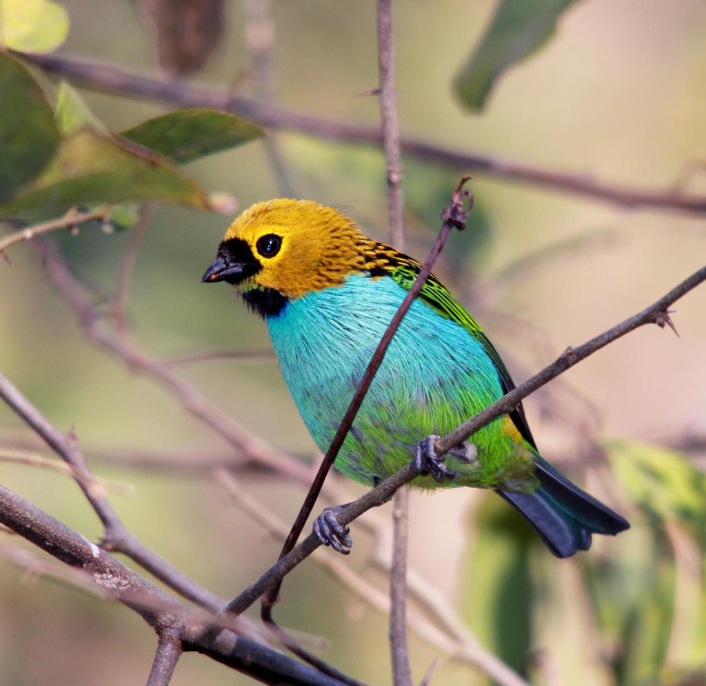 foto-sa-ra-douradinha-tangara-cyanoventris-por-sergio-murilo-wiki
