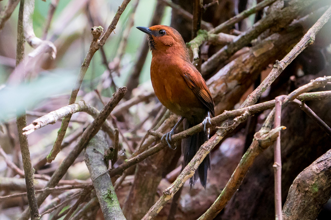 Foto joão-teneném-castanho (Synallaxis rutilans) Por Joao Quental ...