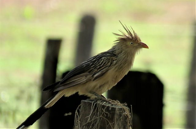 foto-anu-branco-guira-guira-por-alex-alamelo-wiki-aves-a