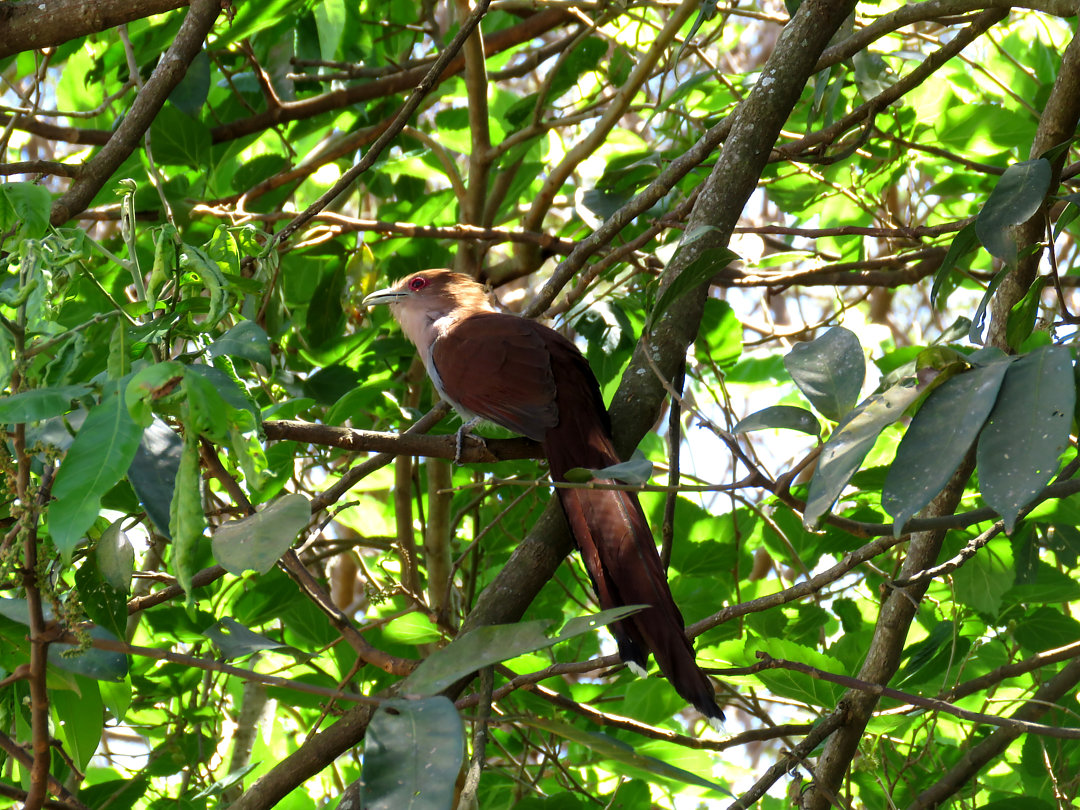 foto-alma-de-gato-piaya-cayana-por-alex-alamelo-wiki-aves-a