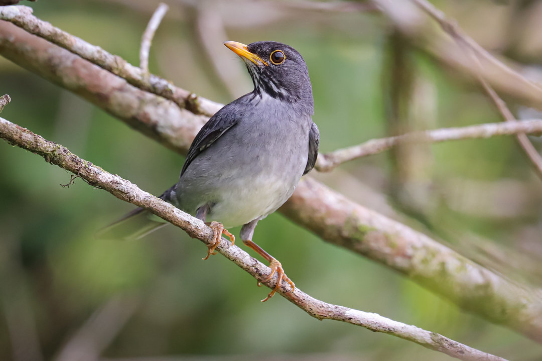 Foto sabiá-ferreiro (Turdus subalaris) Por Marcelo Keiser | Wiki Aves ...