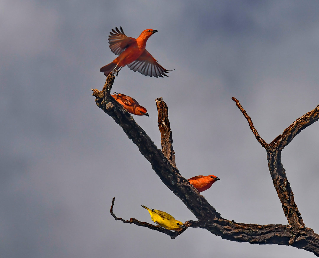 foto-sanha-o-de-fogo-piranga-flava-por-amaury-pimenta-wiki-aves-a