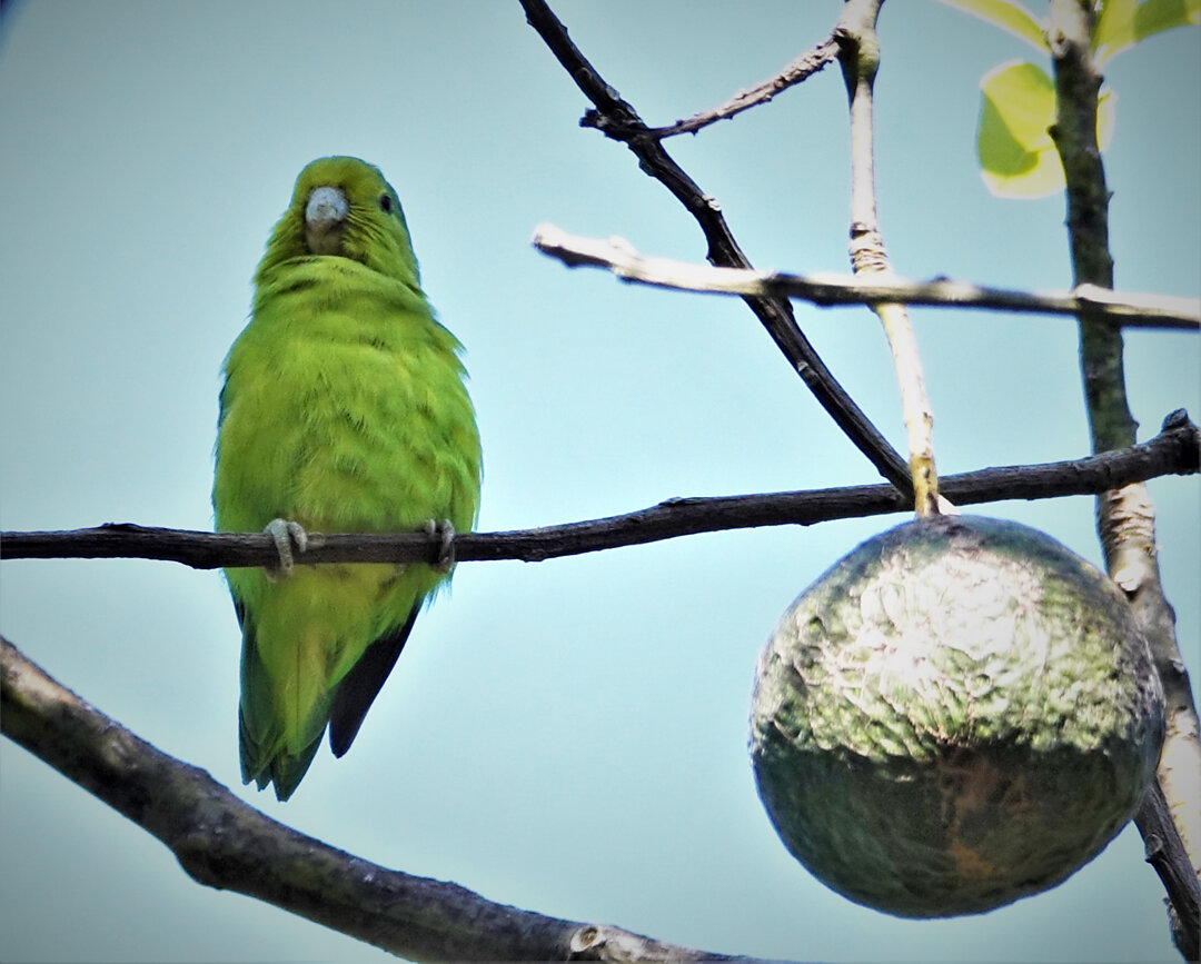 Foto tuim (Forpus xanthopterygius) Por Denise Maria Sette | Wiki