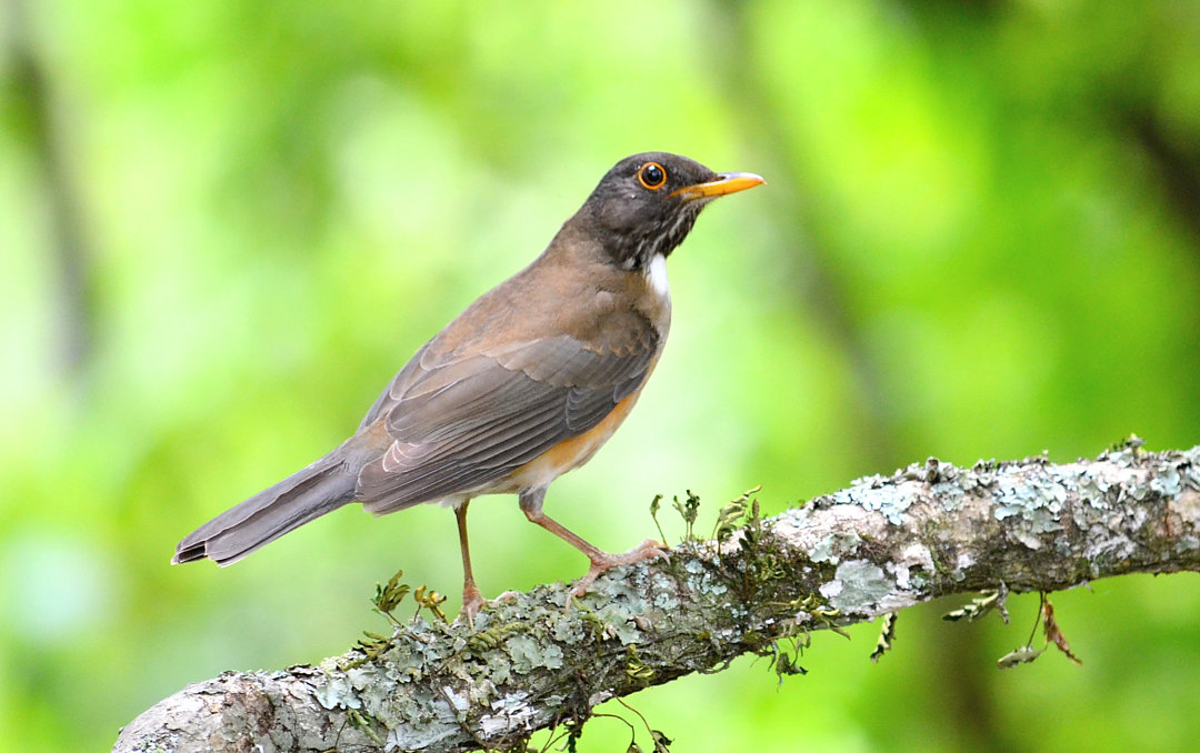 Foto sabiá-coleira (Turdus albicollis) Por Alexandre Picoli | Wiki Aves ...