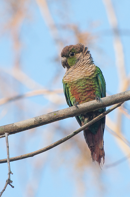 tiriba-de-cara-suja (Pyrrhura molinae) | WikiAves - A ...