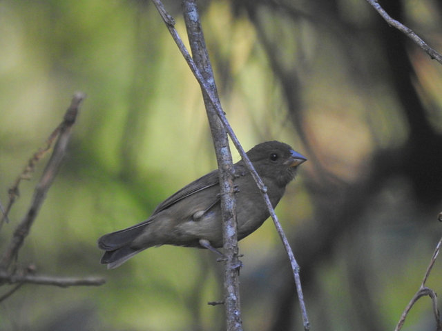 Foto cigarrapreta (Asemospiza fuliginosa) Por Antonio Marcos 2 Wiki