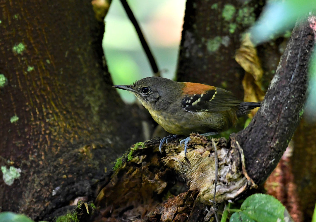 Foto formigueirodecabeçanegra (Formicivora erythronotos) Por Eliane