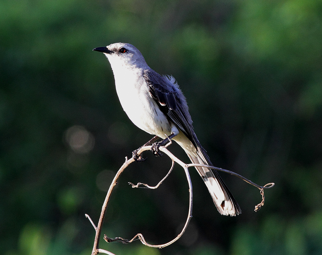 Foto sabiá-da-praia (Mimus gilvus) Por Paulo Campana | Wiki Aves - A ...