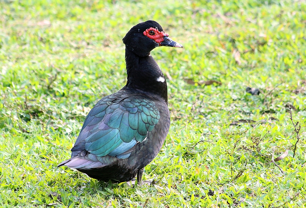Foto pato-do-mato (Cairina moschata) Por Leonardo Casadei | Wiki Aves ...