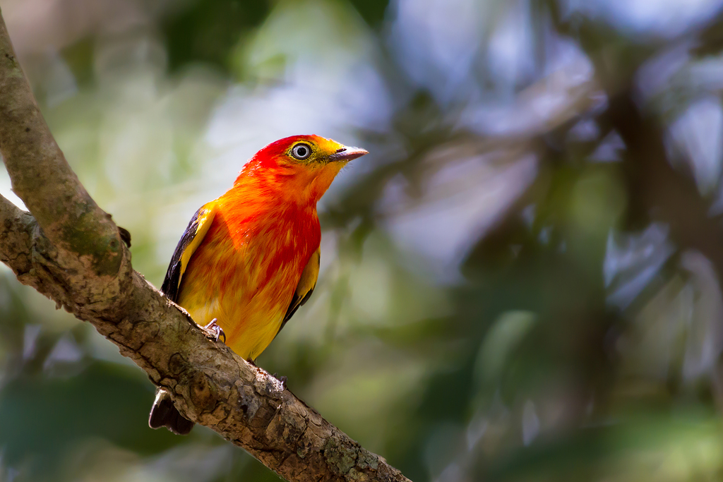 foto-uirapuru-laranja-pipra-fasciicauda-por-andreas-oberhuber-wiki