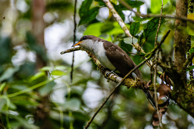 Foto papalagartadeeuler (Coccyzus euleri) Por Diomar Augusto de