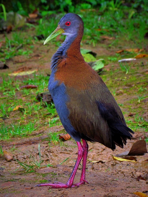 saracura-do-mato (Aramides saracura) | WikiAves - A Enciclopédia das ...