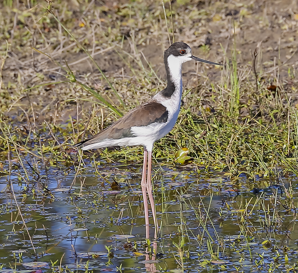 Foto pernilongodecostasbrancas (Himantopus melanurus) Por Aninha
