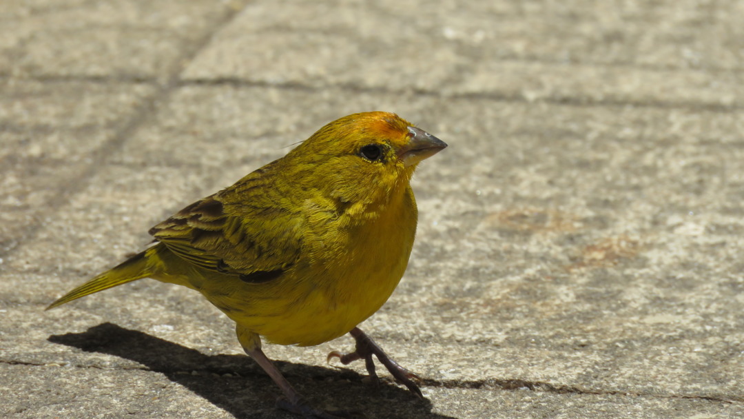 foto-can-rio-da-terra-sicalis-flaveola-por-sonia-cantarino-wiki