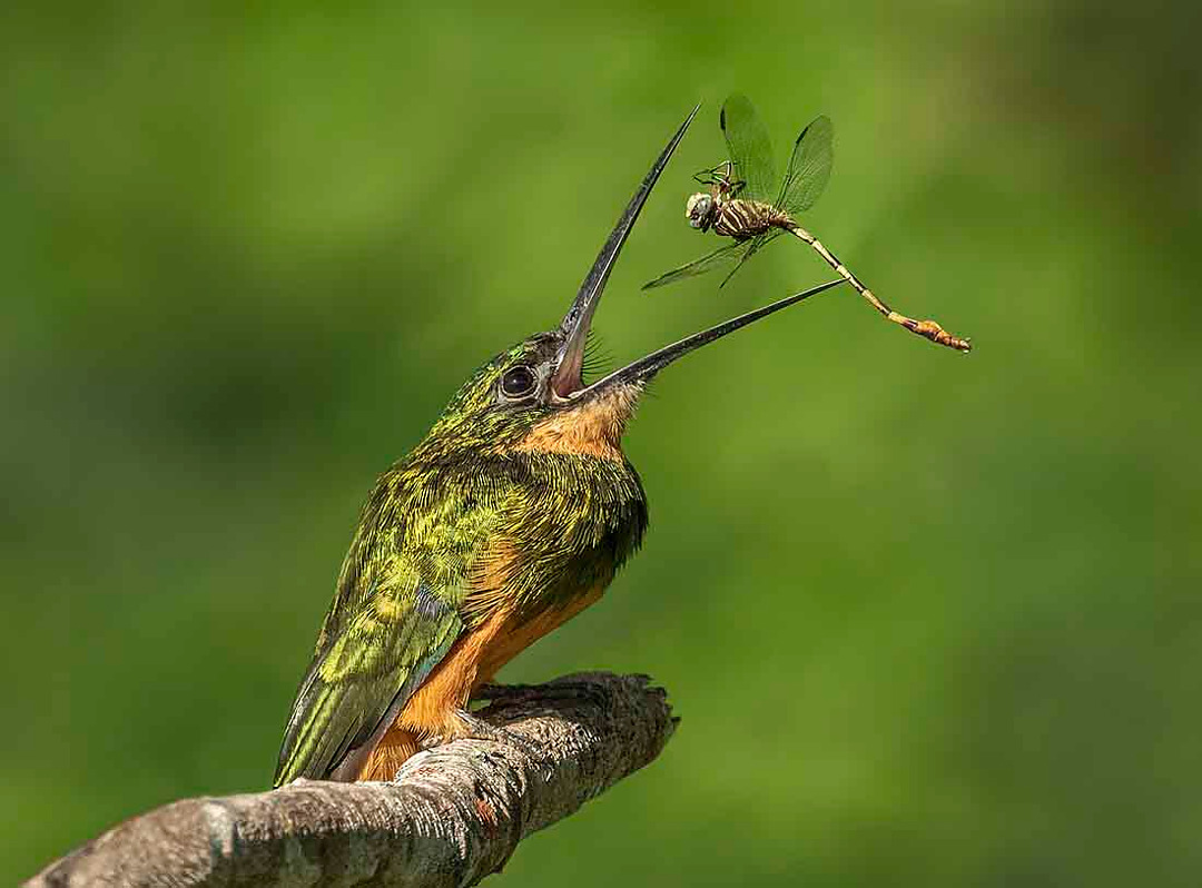 Aves Que Usam A Cauda Para Atrair As Fêmeas