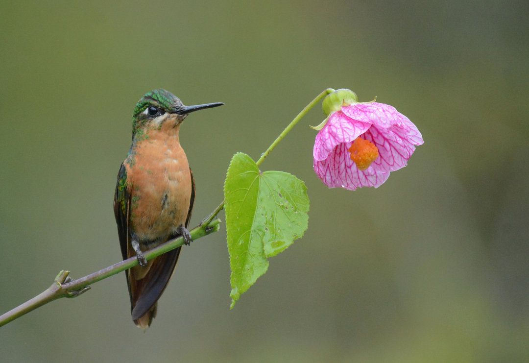 Foto beija-flor-rubi (Heliodoxa rubricauda) Por Afonso Carlos Santos ...