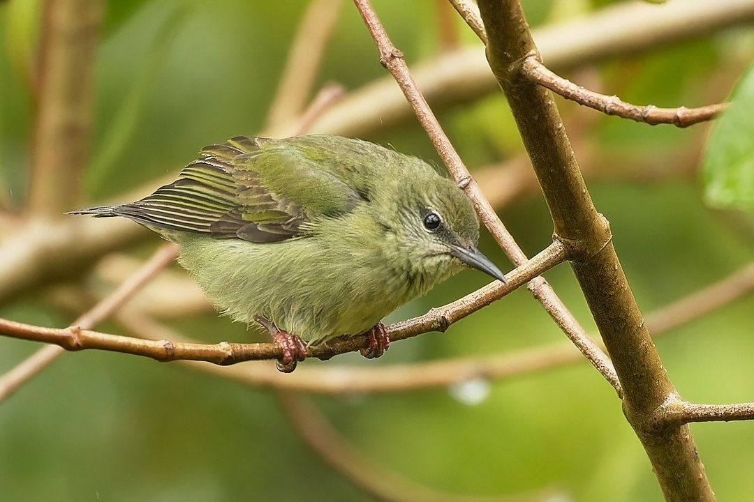 Foto saíra-beija-flor (Cyanerpes cyaneus) Por Leonardo Casadei