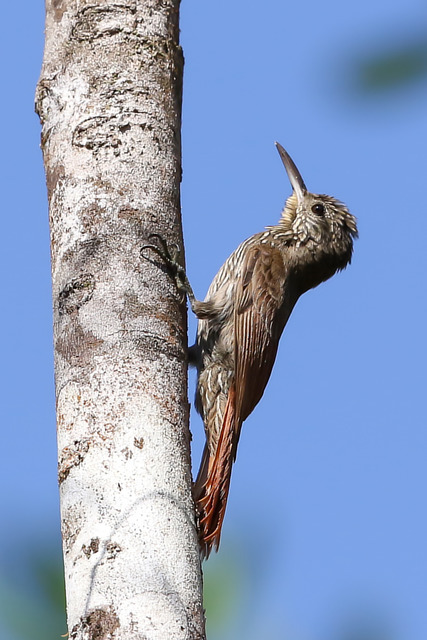 Foto arapaçudelistrasbrancas (Lepidocolaptes albolineatus) Por
