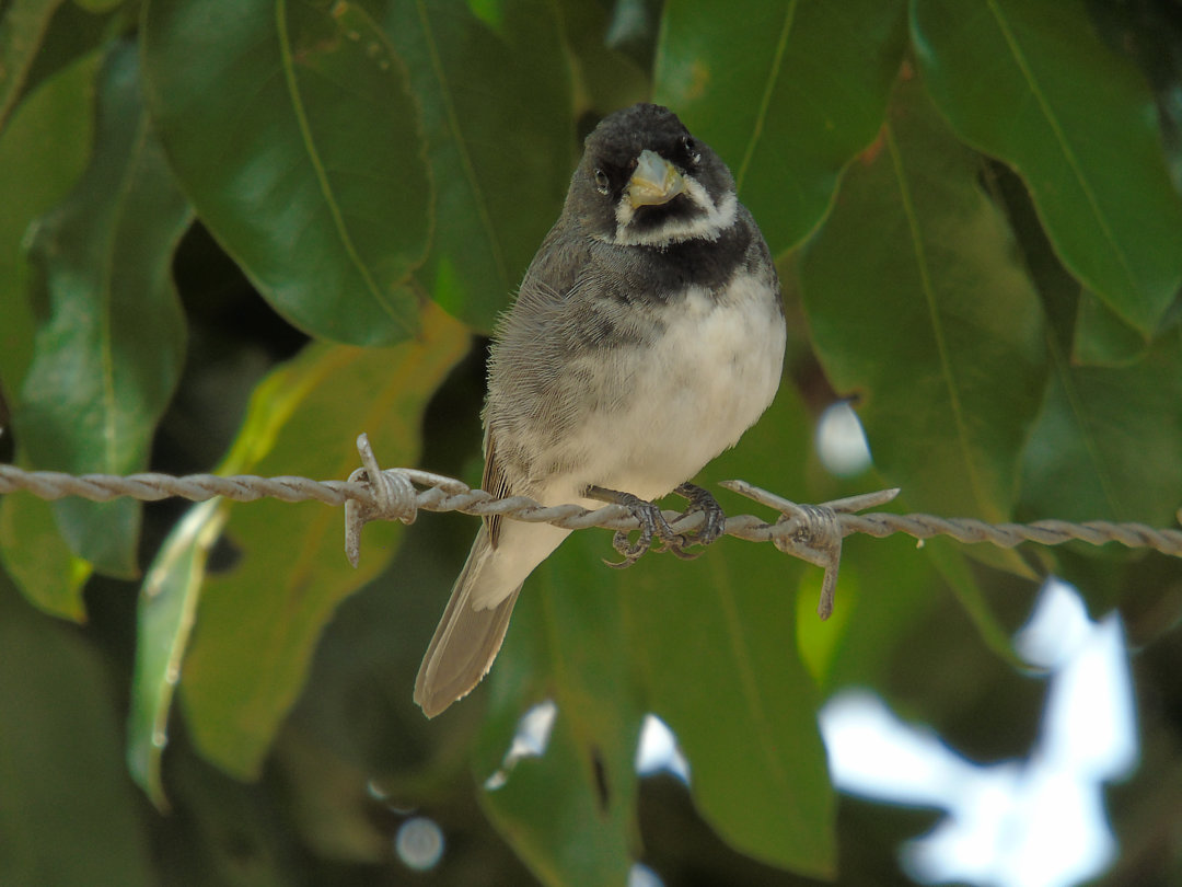 foto-coleirinho-sporophila-caerulescens-por-alexandre-in-cio-wiki