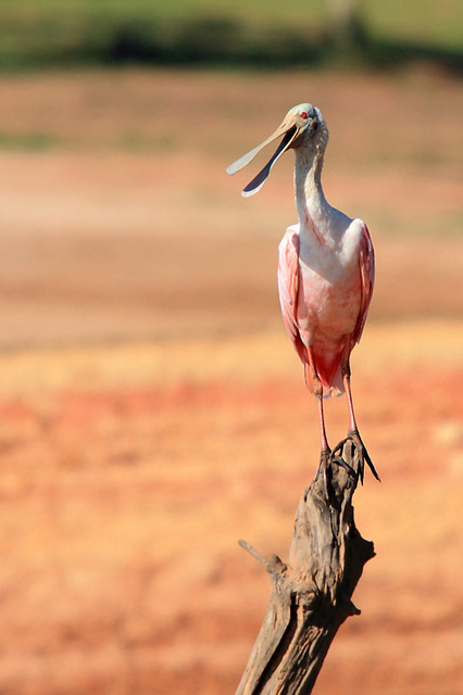 Foto colhereiro (Platalea ajaja) Por Roberto Gallacci | Wiki Aves - A ...
