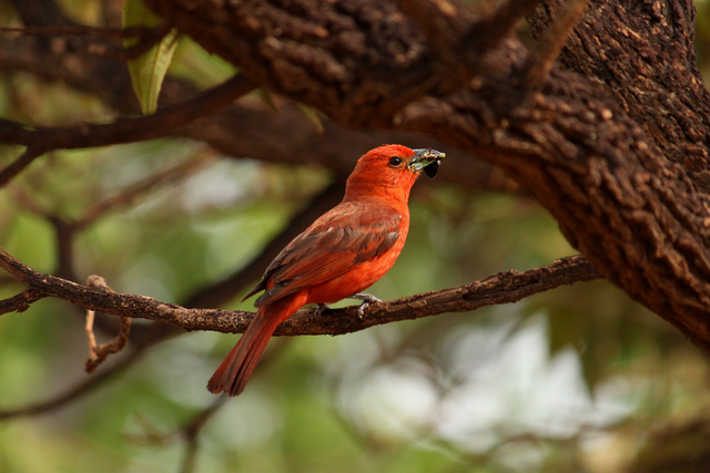 foto-sanha-o-de-fogo-piranga-flava-por-juliana-ouchi-wiki-aves-a