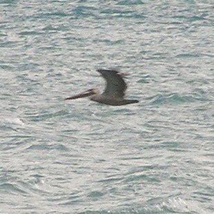 Pelecanidae WikiAves A Enciclopédia das Aves do Brasil