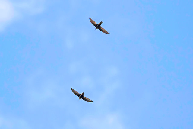 Foto andorinhãodotemporal (Chaetura meridionalis) Por Luís Roberto da