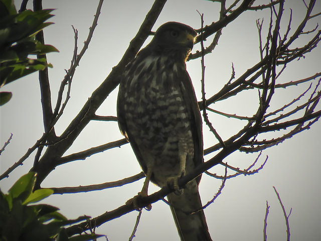 foto-gavi-o-carij-rupornis-magnirostris-por-alex-alamelo-wiki-aves