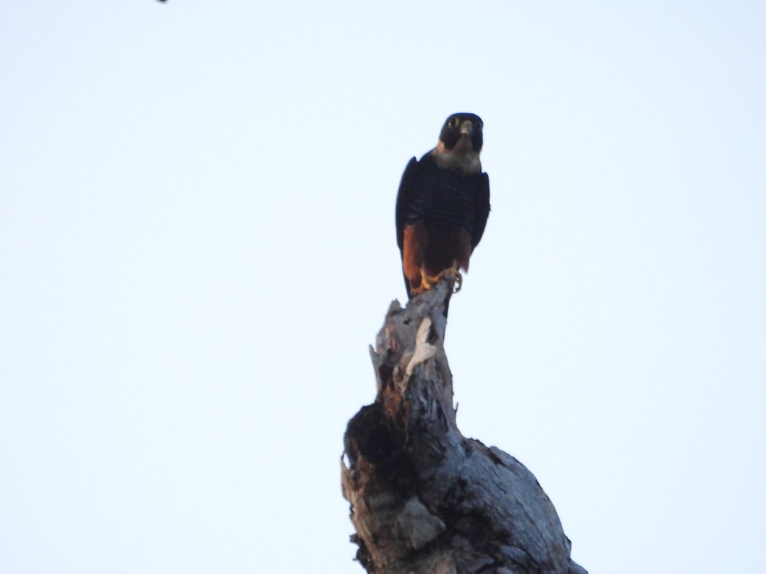 Foto cauré (Falco rufigularis) Por Cristina Bührnheim | Wiki Aves - A ...