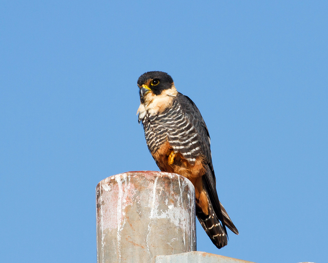 Foto cauré (Falco rufigularis) Por Richard Stubing | Wiki Aves - A ...