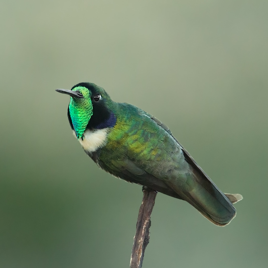 Foto beija-flor-de-gravata-verde (Augastes scutatus) Por Ester Ramirez ...