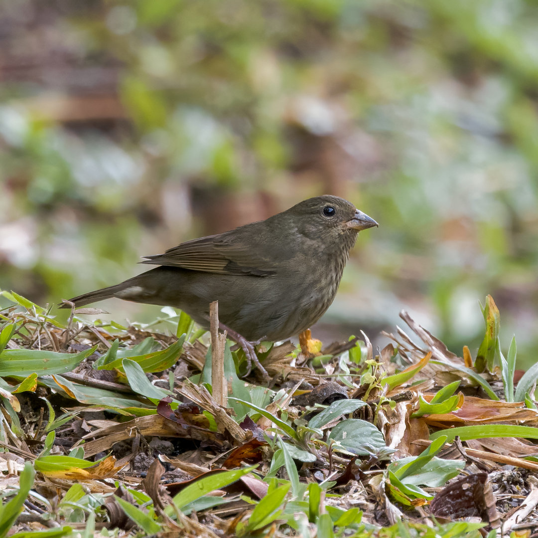 Foto cigarrabambu (Haplospiza unicolor) Por Victor B Wiki Aves A