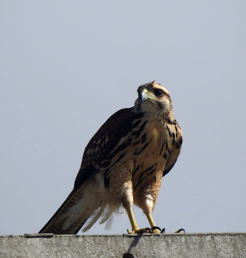 Foto gaviãoasadetelha (Parabuteo unicinctus) Por Adeilson Melo Wiki Aves A Enciclopédia