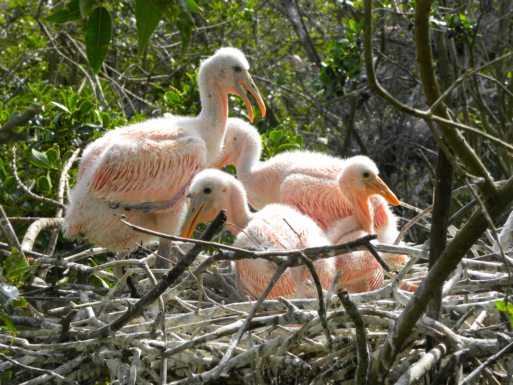 Foto colhereiro (Platalea ajaja) Por Fernando Faria | Wiki Aves - A ...