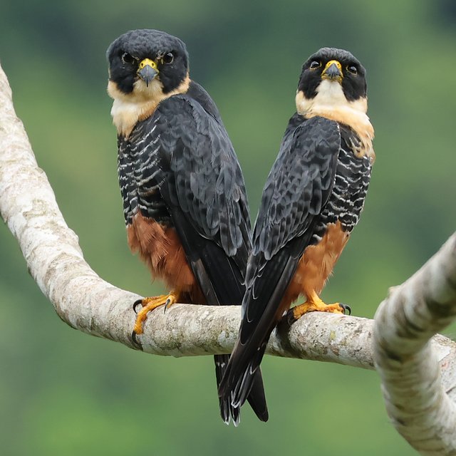 Foto cauré (Falco rufigularis) Por Luciana Zatta | Wiki Aves - A ...