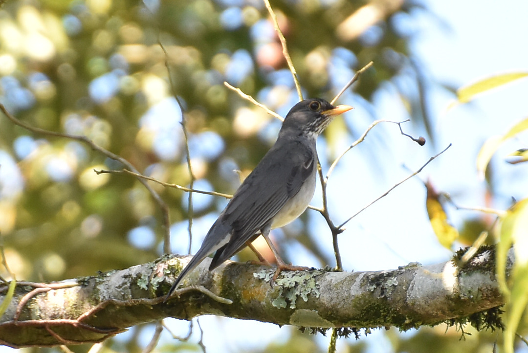 Foto sabiá-ferreiro (Turdus subalaris) Por antonio thomaz | Wiki Aves ...