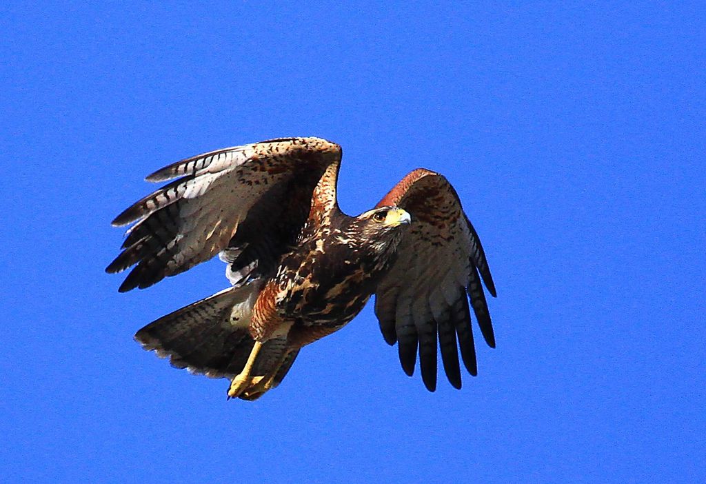 Foto gaviãoasadetelha (Parabuteo unicinctus) Por Lindolfo Souto Wiki Aves A Enciclopédia