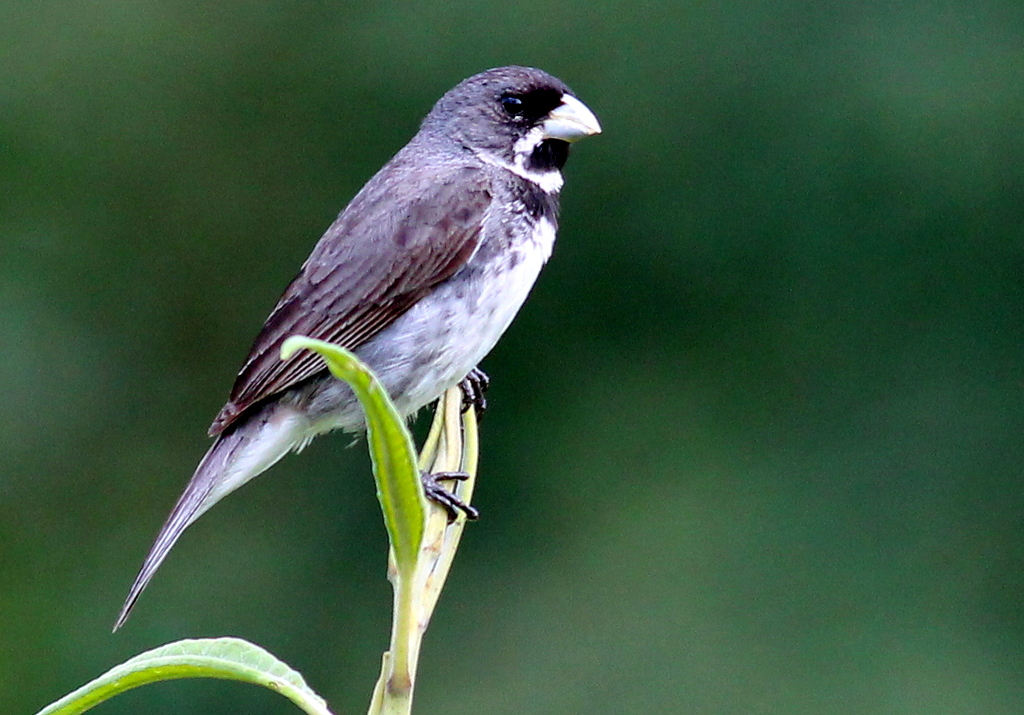 foto-coleirinho-sporophila-caerulescens-por-vagner-bordin-wiki-aves