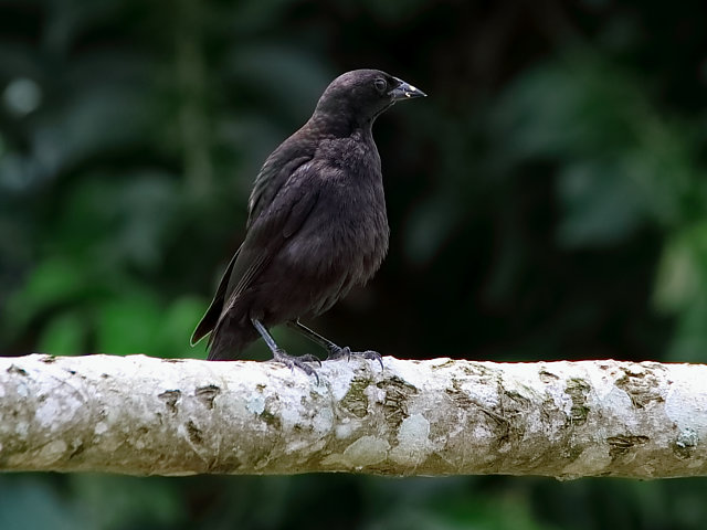 foto-chupim-molothrus-bonariensis-por-altevir-depetris-wiki-aves