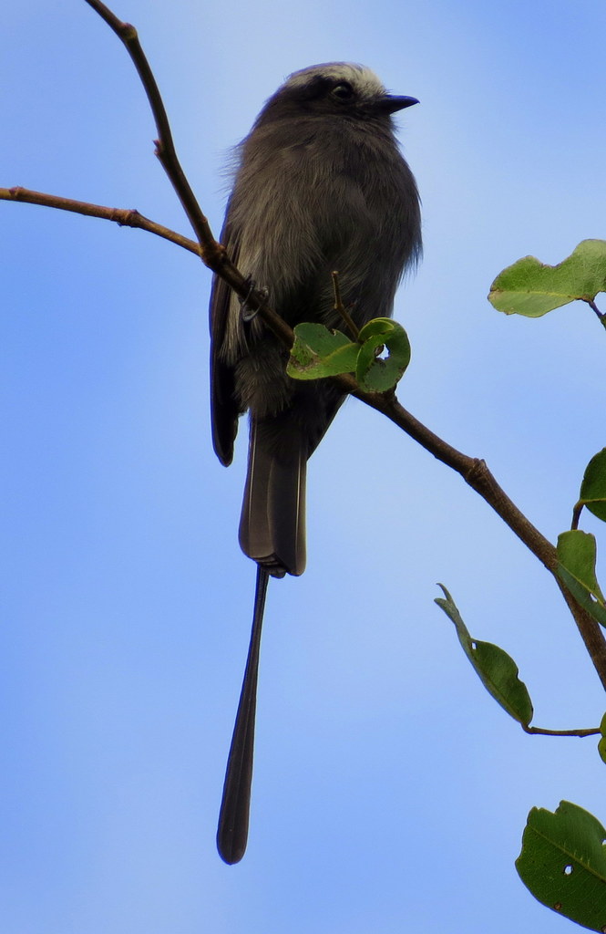 foto-viuvinha-colonia-colonus-por-renato-s-moreira-wiki-aves-a