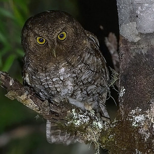 Strigiformes WikiAves A Enciclopédia das Aves do Brasil
