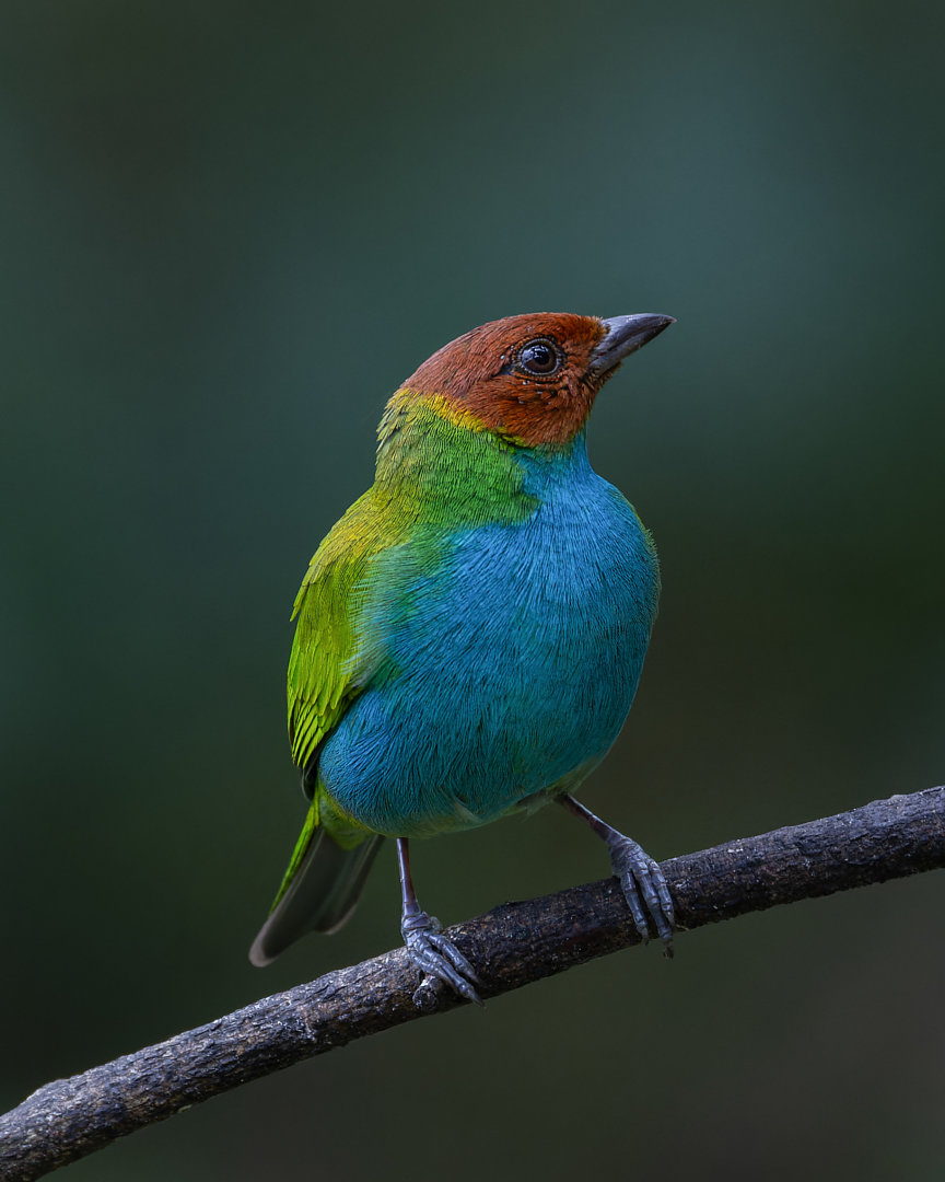 Birds Sieppo カルーナ×グリーン 0239 Foto saíra-de-cabeça-castanha (Tangara gyrola) Por Lívia Queiroz