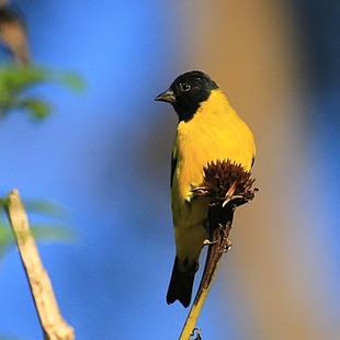 Carduelinae WikiAves A Enciclopédia das Aves do Brasil