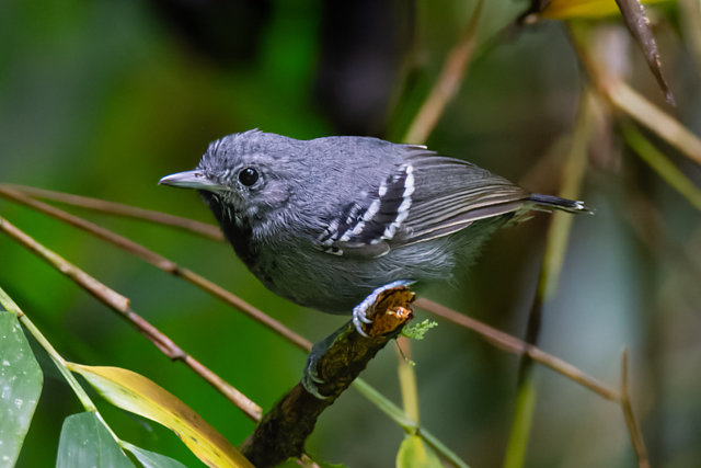 foto-choquinha-pequena-myrmotherula-minor-por-gabriel-i-pereira