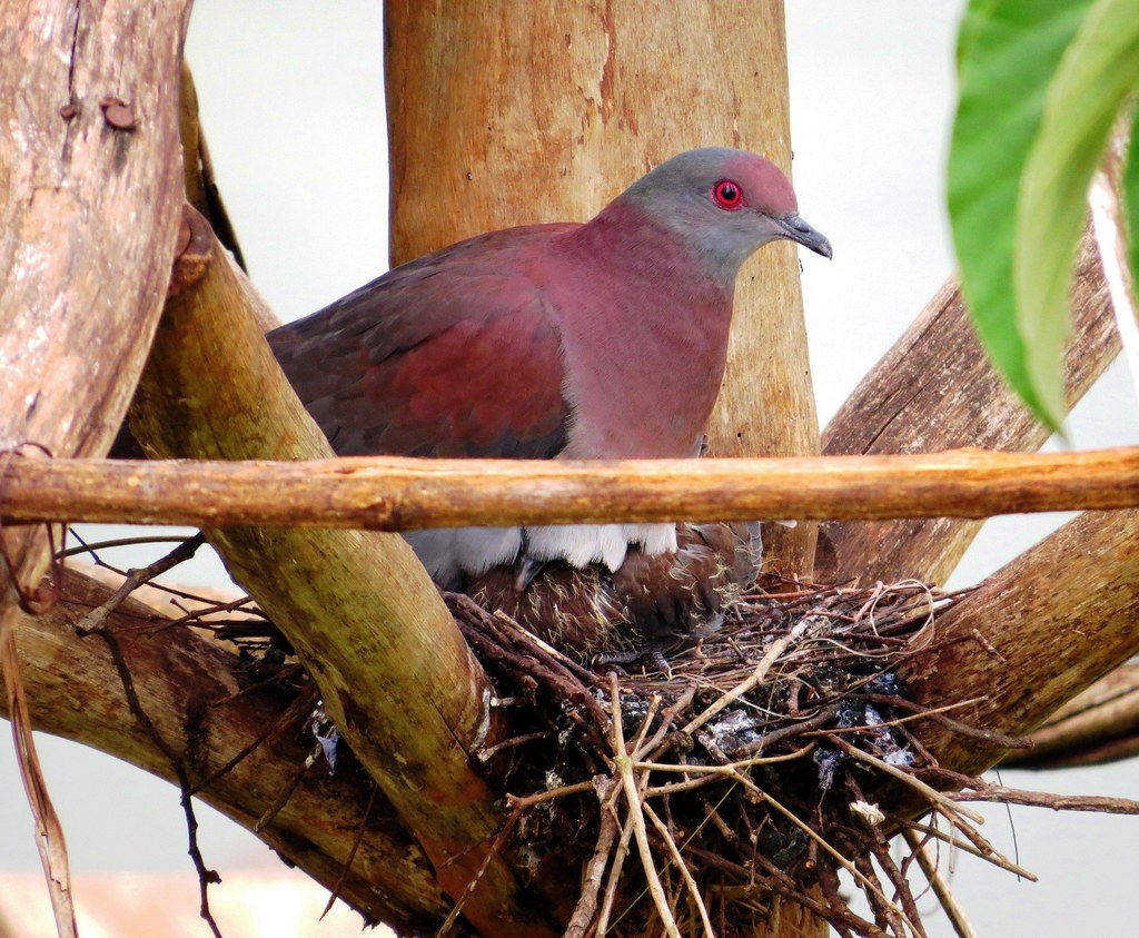 Foto Pomba Galega Patagioenas Cayennensis Por Andre Mendonca Wiki Aves A Enciclopedia Das Aves Do Brasil
