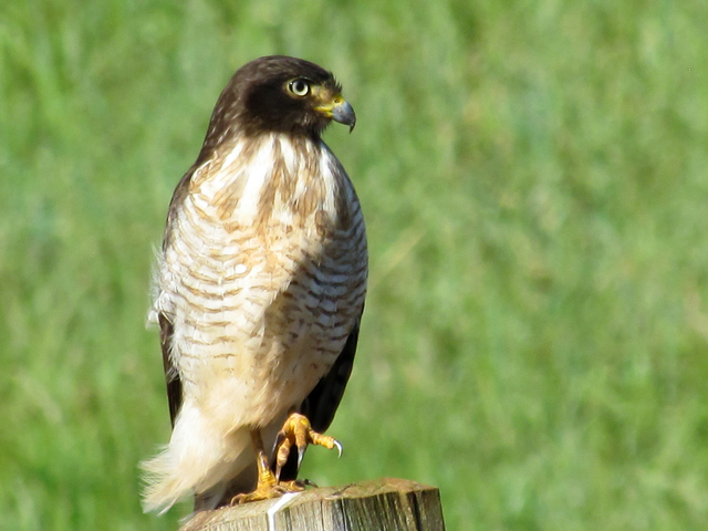 Foto gavião-carijó (Rupornis magnirostris) Por Paulo Fernando ...