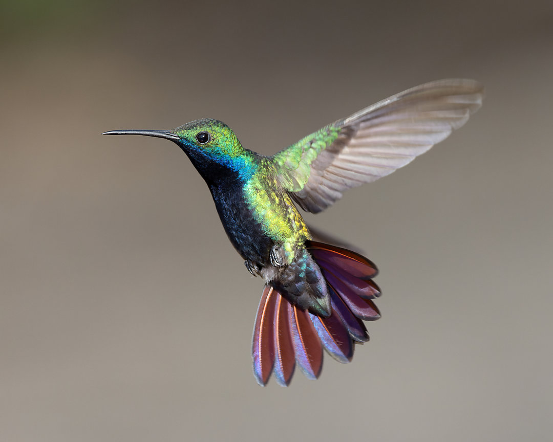 Foto beija-flor-de-veste-preta (Anthracothorax nigricollis) Por Lívia  Queiroz | Wiki Aves - A Enciclopédia das Aves do Brasil